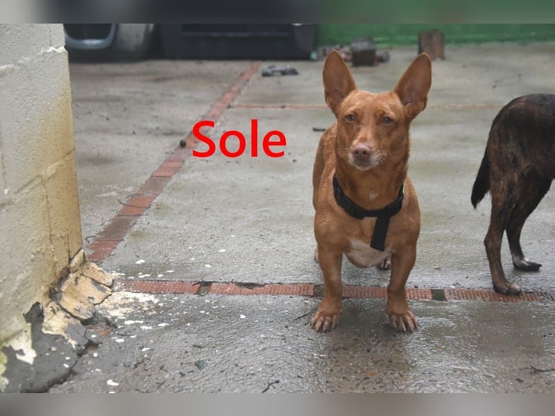 Sole geb. 03/2024 (ESP) - Mini-Podenca sucht ihre Familie!