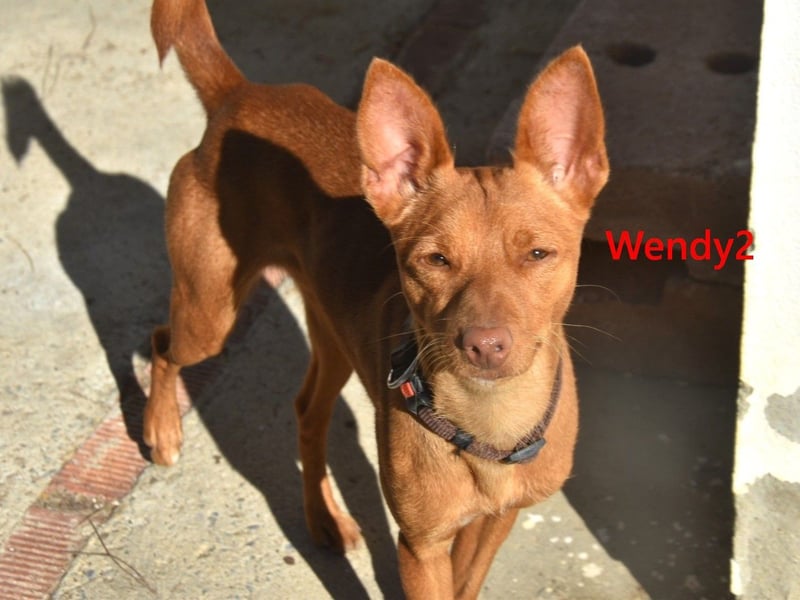 Wendy2 geb. 06/2024 (ESP) - soziale und verspielte, sehr hübsche Podenca Andaluz!