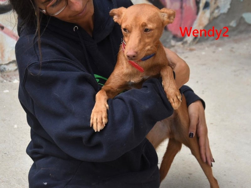 Wendy2 geb. 06/2024 (ESP) - soziale und verspielte, sehr hübsche Podenca Andaluz!