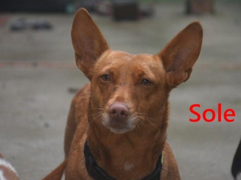 Sole geb. 03/2024 (ESP) - kleiner Traumhund sucht Pflegestelle oder FürImmerZuhause!