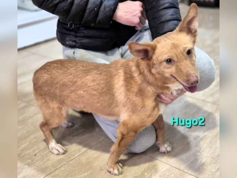 Hugo2 geb. 01/2025 (ESP) - verschmuster Podencojunge sucht liebevolle Familie!