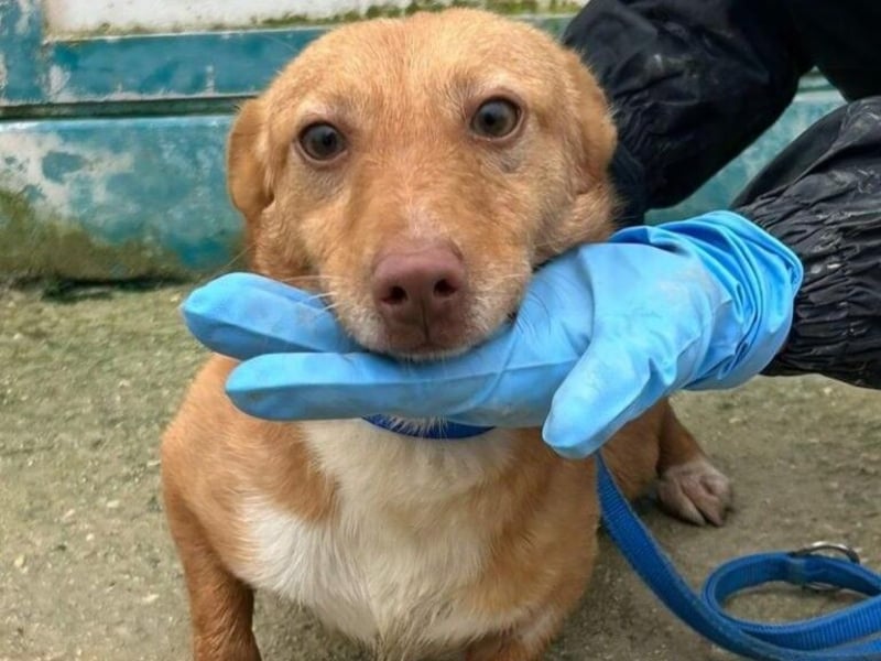 Hugo2 geb. 01/2025 (ESP) - verschmuster Podencojunge sucht liebevolle Familie!