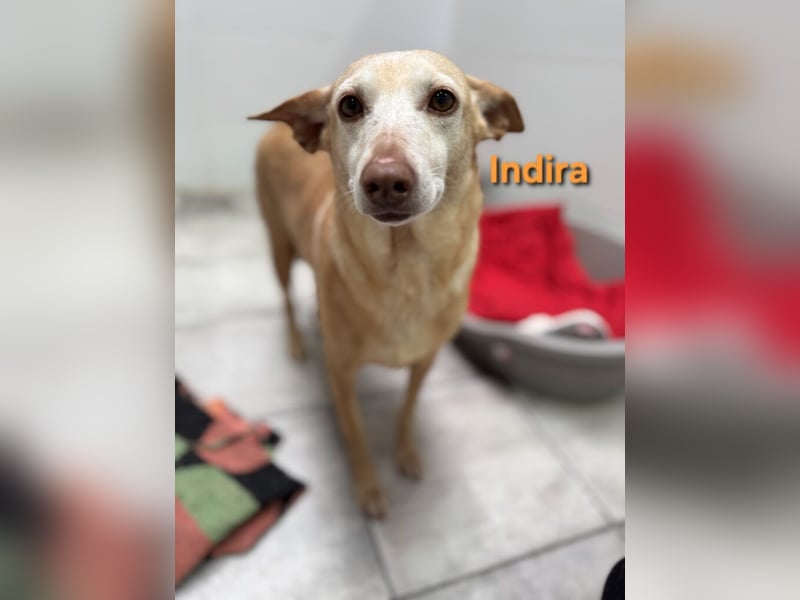 Indira geb. 03/2023 (ESP) - wunderschöne und liebevolle Podenca!