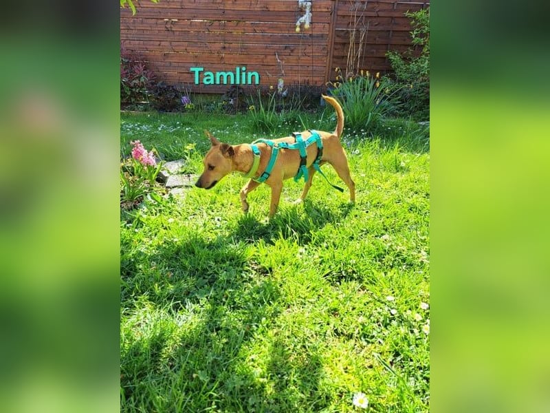 Tamlin geb. 07/2020 (in Deutschland) - sehr liebevoller, edler und sanfter, kleiner Podenco!