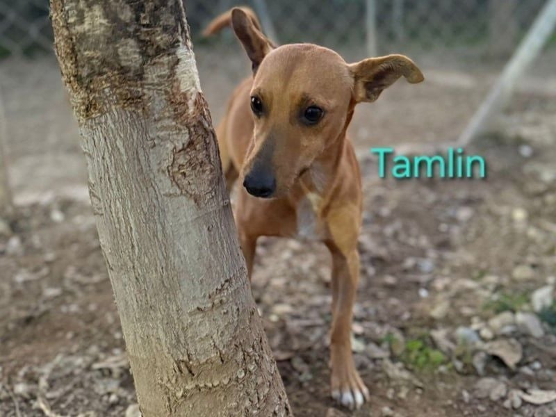 Tamlin geb. 07/2020 (in Deutschland) - sehr liebevoller, edler und sanfter, kleiner Podenco!