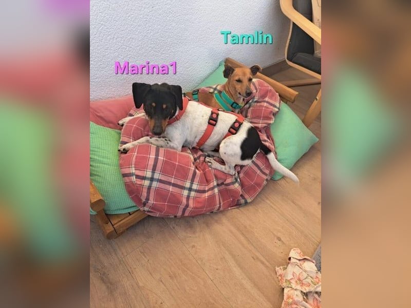 Tamlin geb. 07/2020 (in Deutschland) - sehr liebevoller, edler und sanfter, kleiner Podenco!