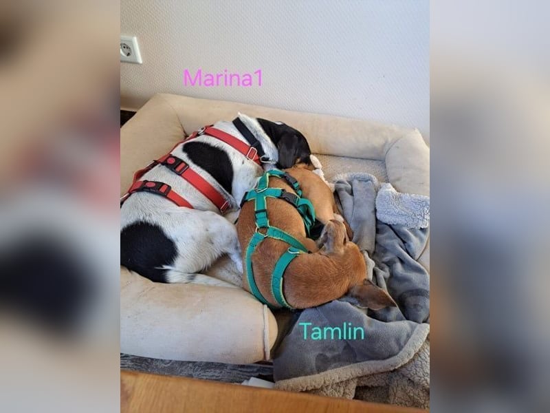 Tamlin geb. 07/2020 (in Deutschland) - sehr liebevoller, edler und sanfter, kleiner Podenco!