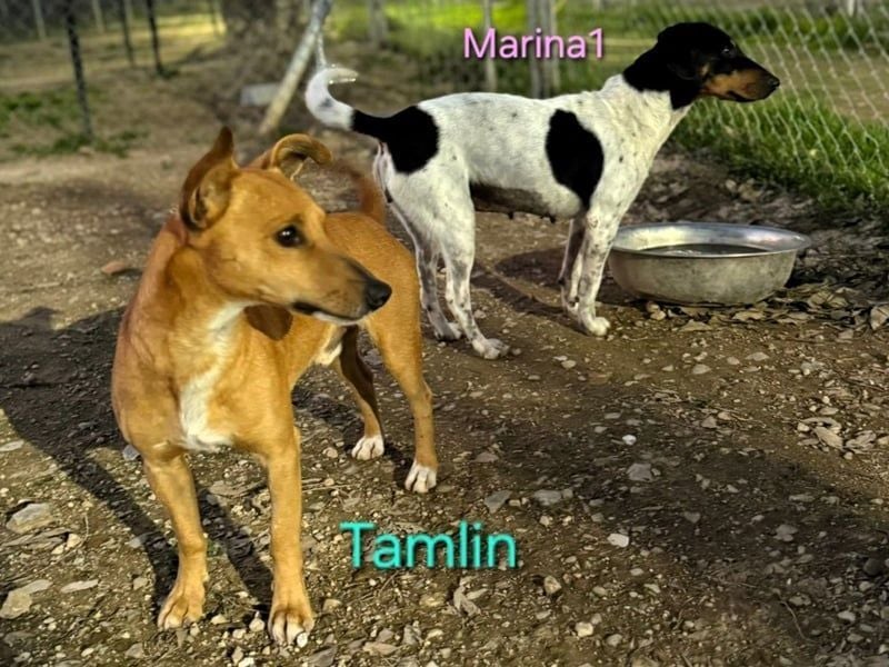 Tamlin geb. 07/2020 (in Deutschland) - sehr liebevoller, edler und sanfter, kleiner Podenco!