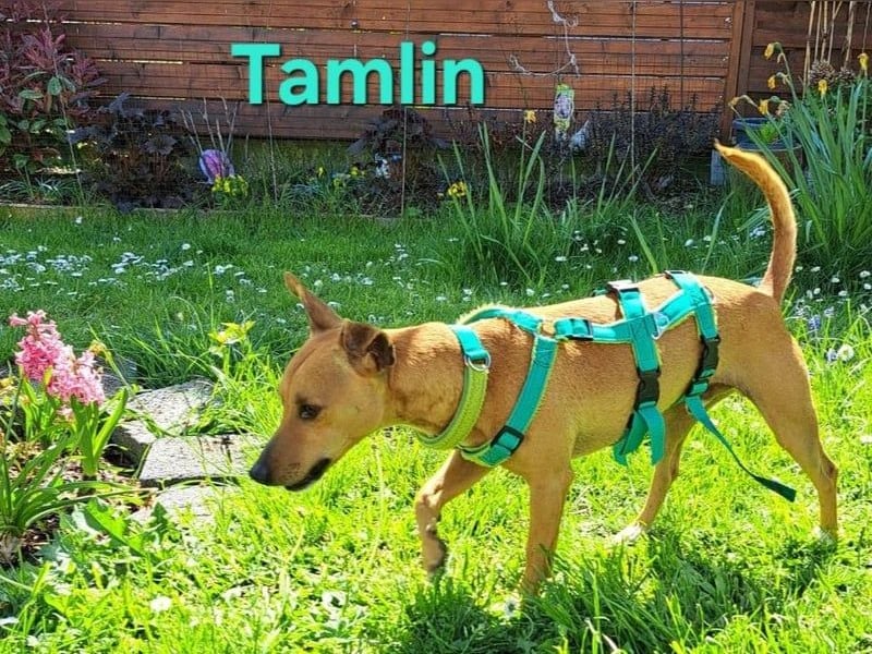 Tamlin geb. 07/2020 (in Deutschland) - sehr liebevoller, edler und sanfter, kleiner Podenco!