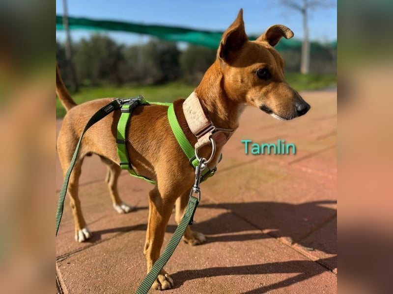 Tamlin geb. 07/2020 (in Deutschland) - sehr liebevoller, edler und sanfter, kleiner Podenco!