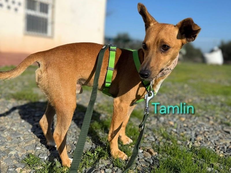 Tamlin geb. 07/2020 (in Deutschland) - sehr liebevoller, edler und sanfter, kleiner Podenco!