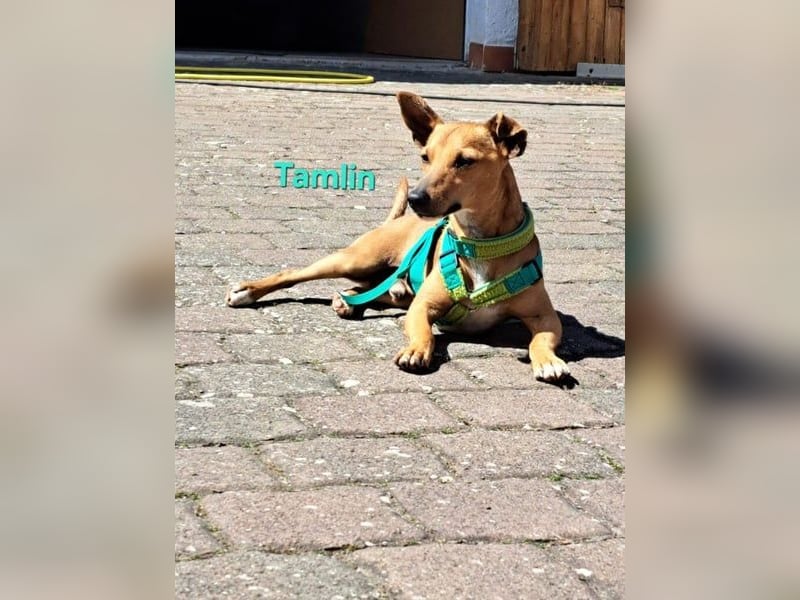 Tamlin geb. 07/2020 (in Deutschland) - sehr liebevoller, edler und sanfter, kleiner Podenco!