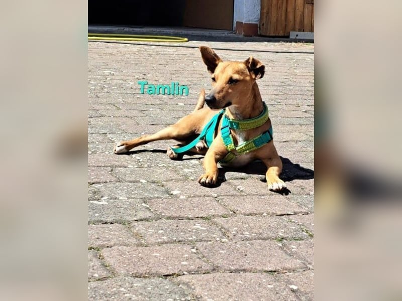 Tamlin geb. 07/2020 (in Deutschland) - sehr liebevoller, edler und sanfter, kleiner Podenco!
