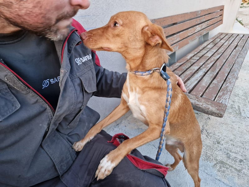 ELIAH ein aufgeschlossener Junghund