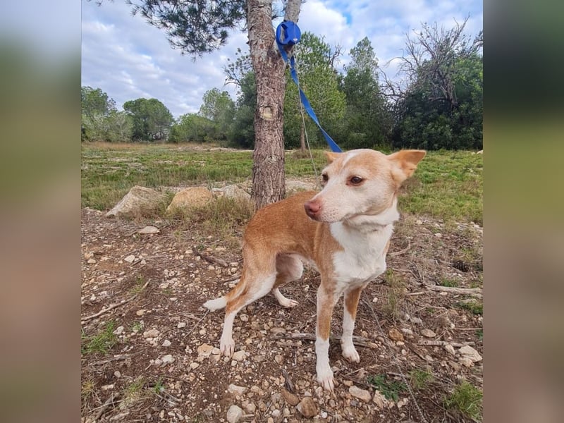 UNY - perfekte Mini Podenca