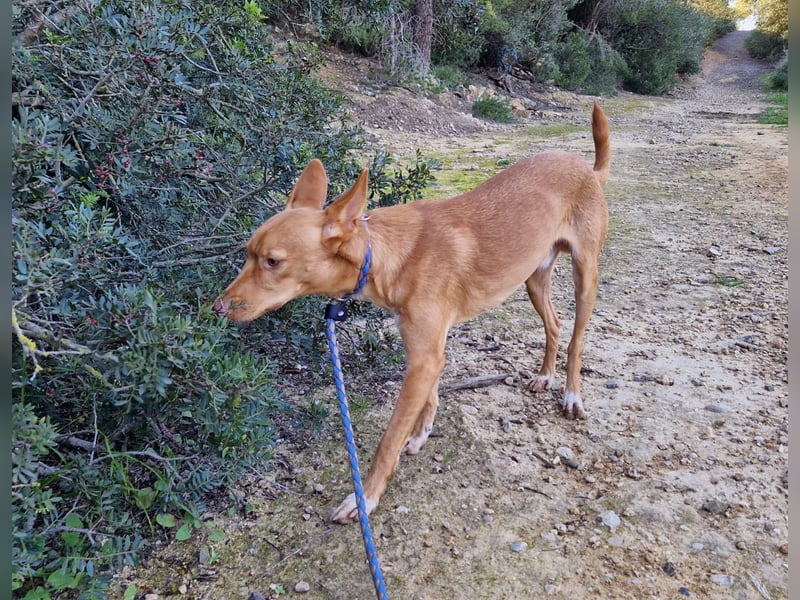 ELIAH ein aufgeschlossener Junghund