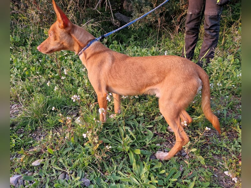 ELIAH ein aufgeschlossener Junghund