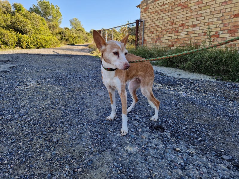 UNY eine perfekte Mini Podenca