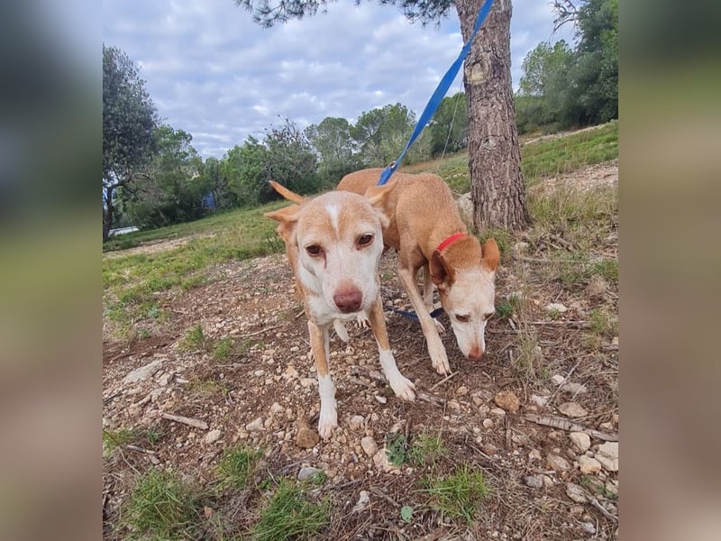 UNY eine perfekte Mini Podenca