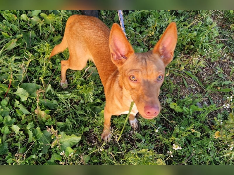 ELIAH ein aufgeschlossener Junghund