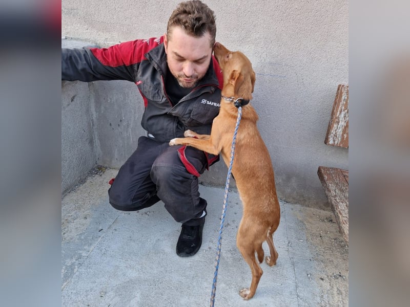 ELIAH ein aufgeschlossener Junghund