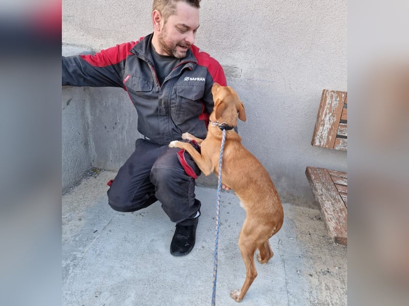 ELIAH ein aufgeschlossener Junghund