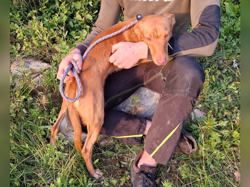 ELIAH ein aufgeschlossener Junghund