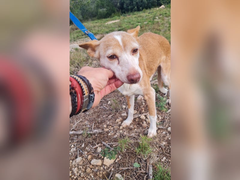 UNY - perfekte Mini Podenca