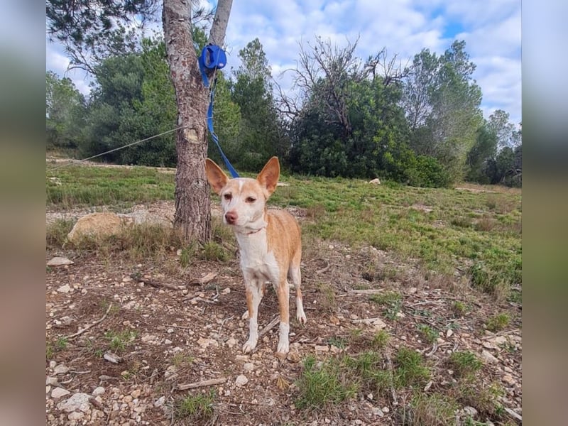 UNY - perfekte Mini Podenca