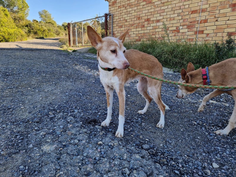 UNY eine perfekte Mini Podenca