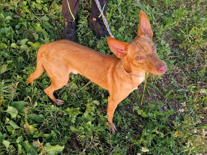 ELIAH ein aufgeschlossener Junghund