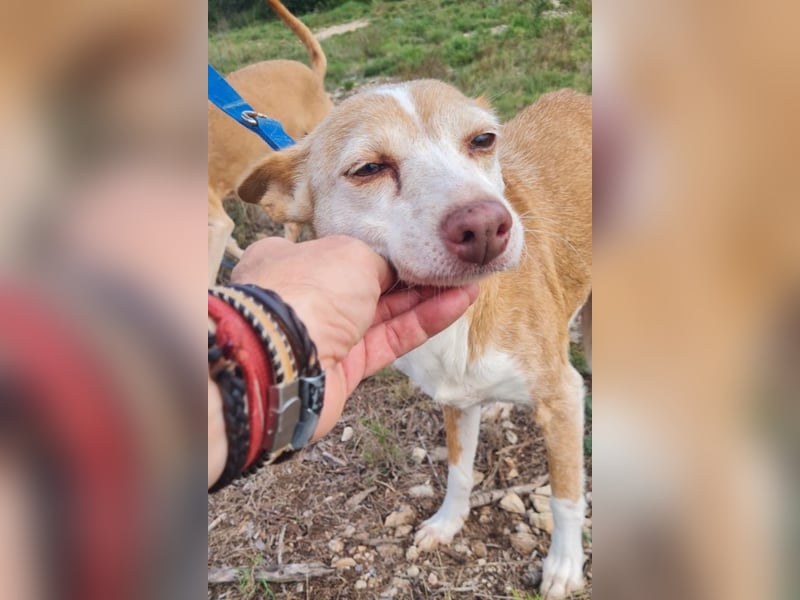 UNY - perfekte Mini Podenca