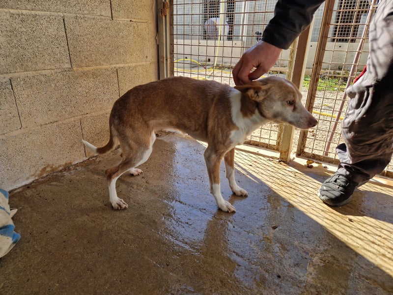 UNY - perfekte Mini Podenca