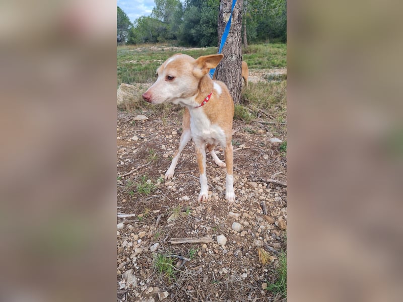 UNY eine perfekte Mini Podenca