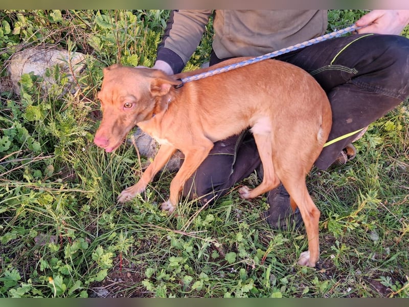 ELIAH ein aufgeschlossener Junghund