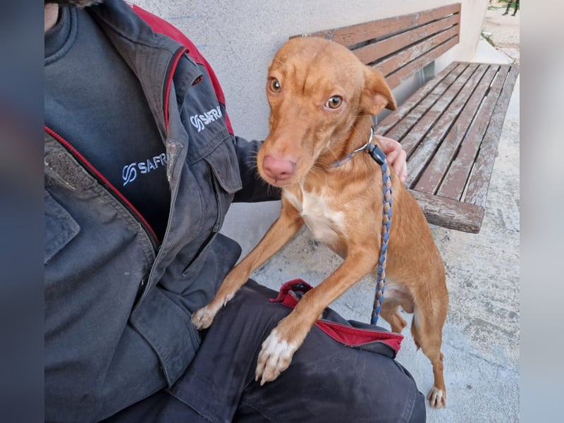 ELIAH ein aufgeschlossener Junghund