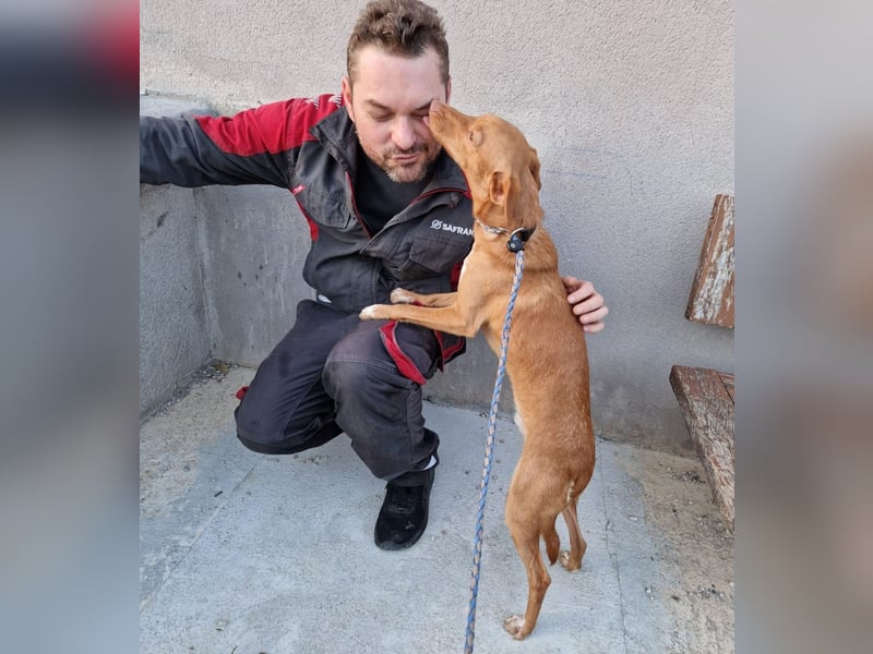 ELIAH ein aufgeschlossener Junghund