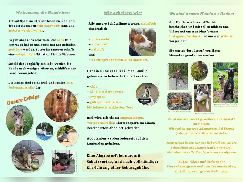 ELIAH ein aufgeschlossener Junghund