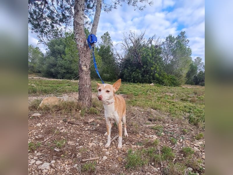 UNY eine perfekte Mini Podenca
