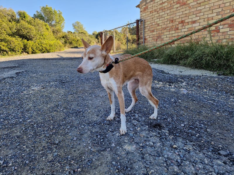 UNY eine perfekte Mini Podenca