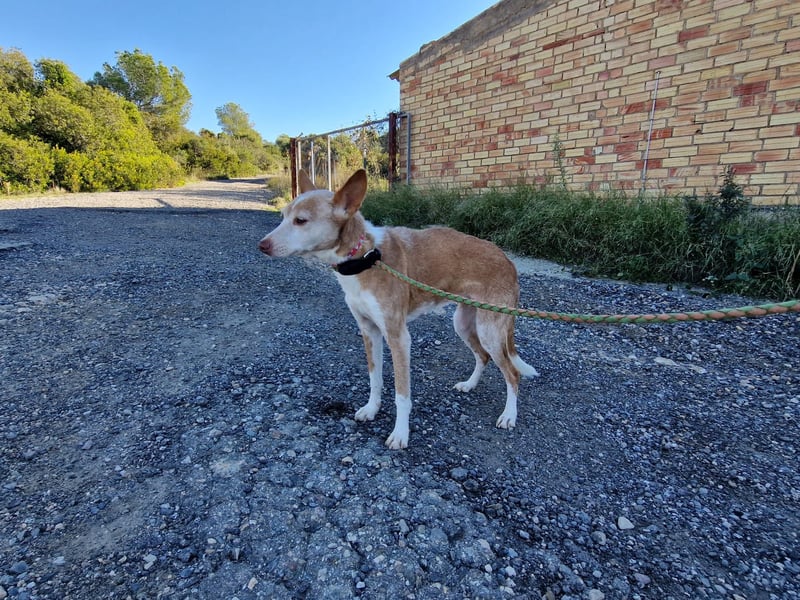 UNY eine perfekte Mini Podenca