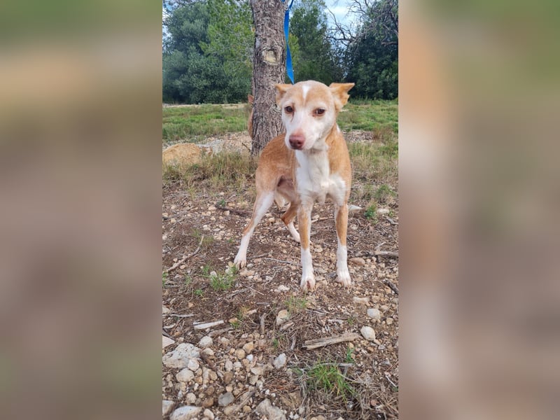 UNY eine perfekte Mini Podenca