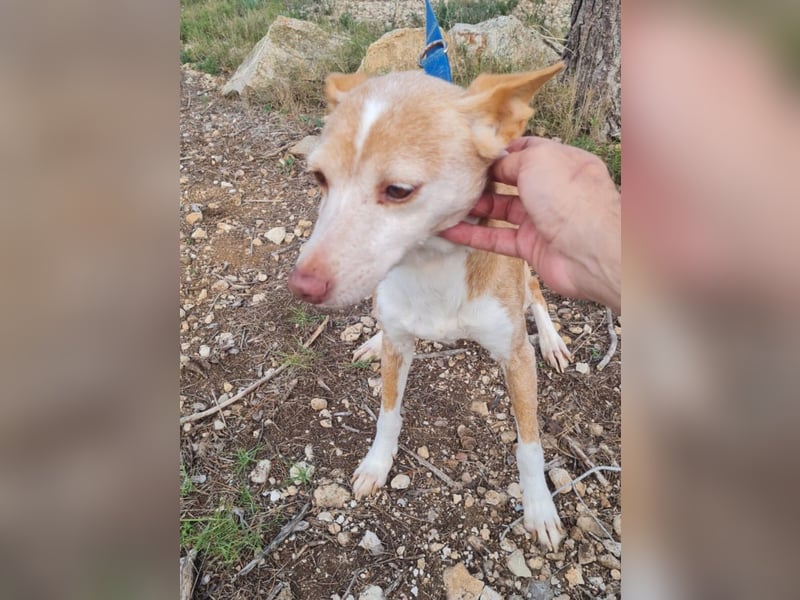 UNY eine perfekte Mini Podenca