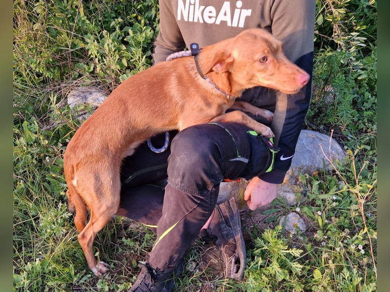 ELIAH ein aufgeschlossener Junghund