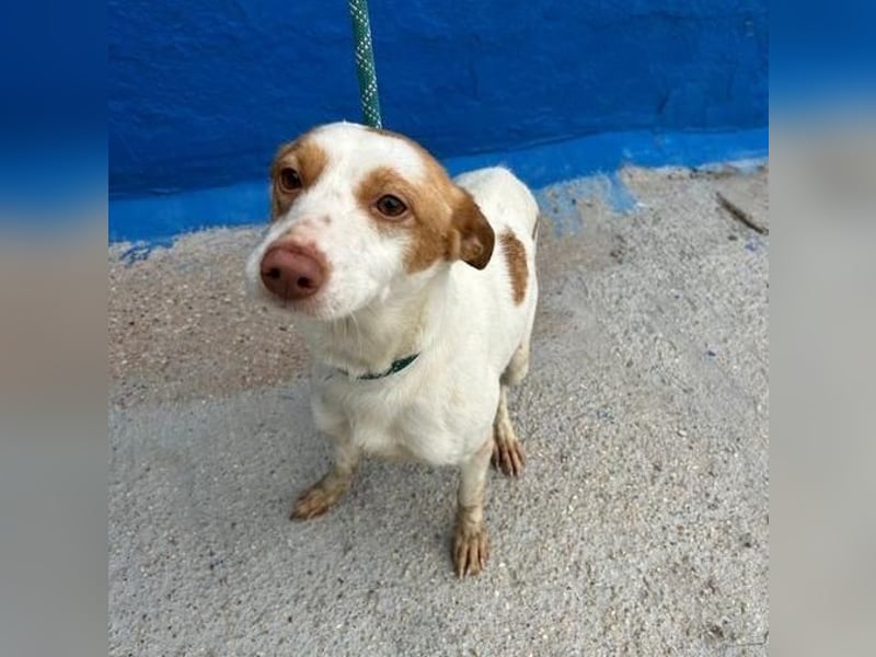 CHIRA die freundliche Hündin