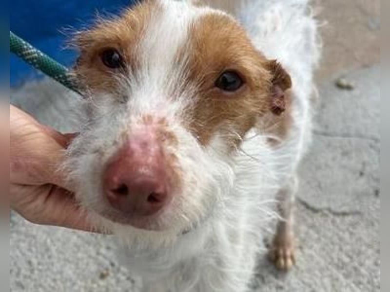 BLACK ein lieber und sanfter Rüce