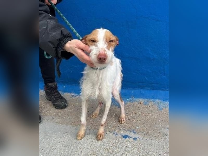 BLACK ein lieber und sanfter Rüce