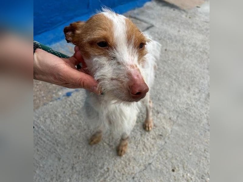 BLACK ein lieber und sanfter Rüce