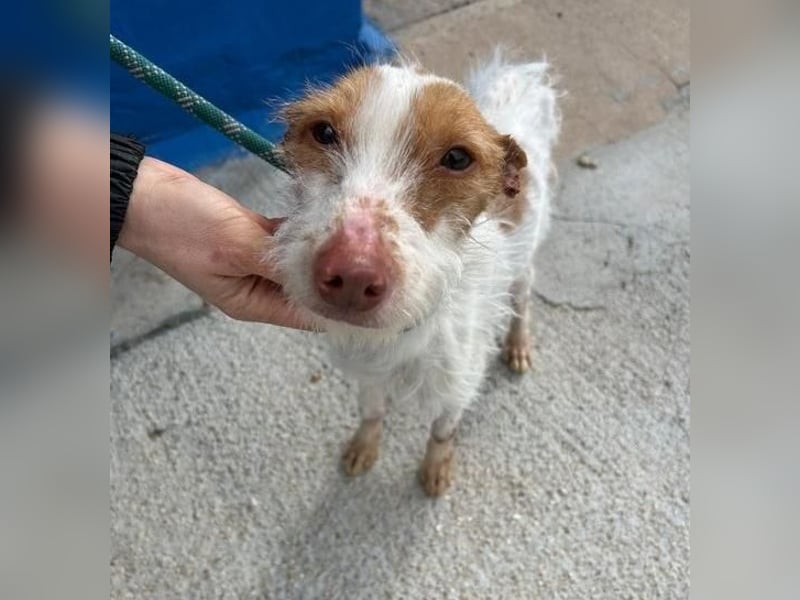 BLACK ein lieber und sanfter Rüce