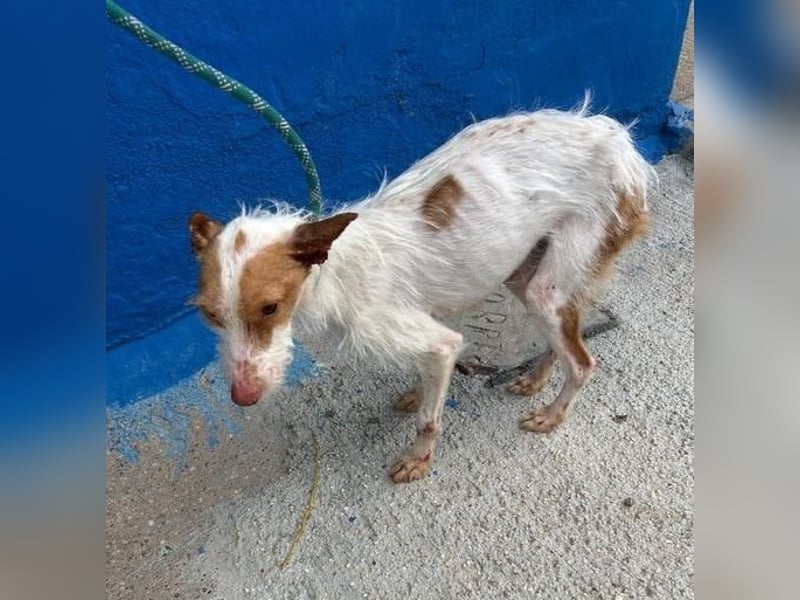 BLACK ein lieber und sanfter Rüce